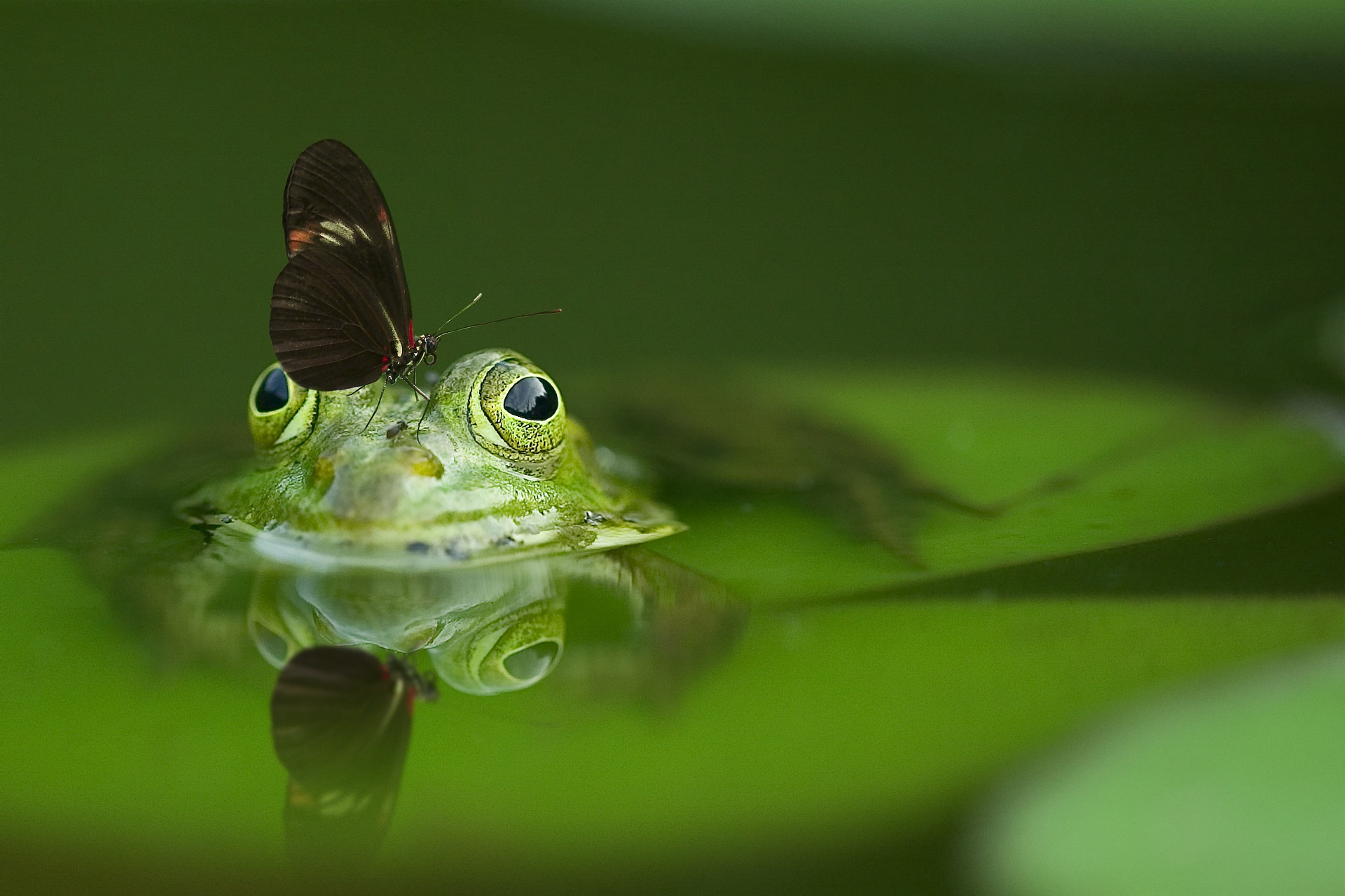 A butterfly sits on a frog's head.